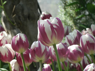 Allan Gardens Conservatory 2012 Spring Flower Show Zurel tulips by garden muses: not another Toronto gardening blog