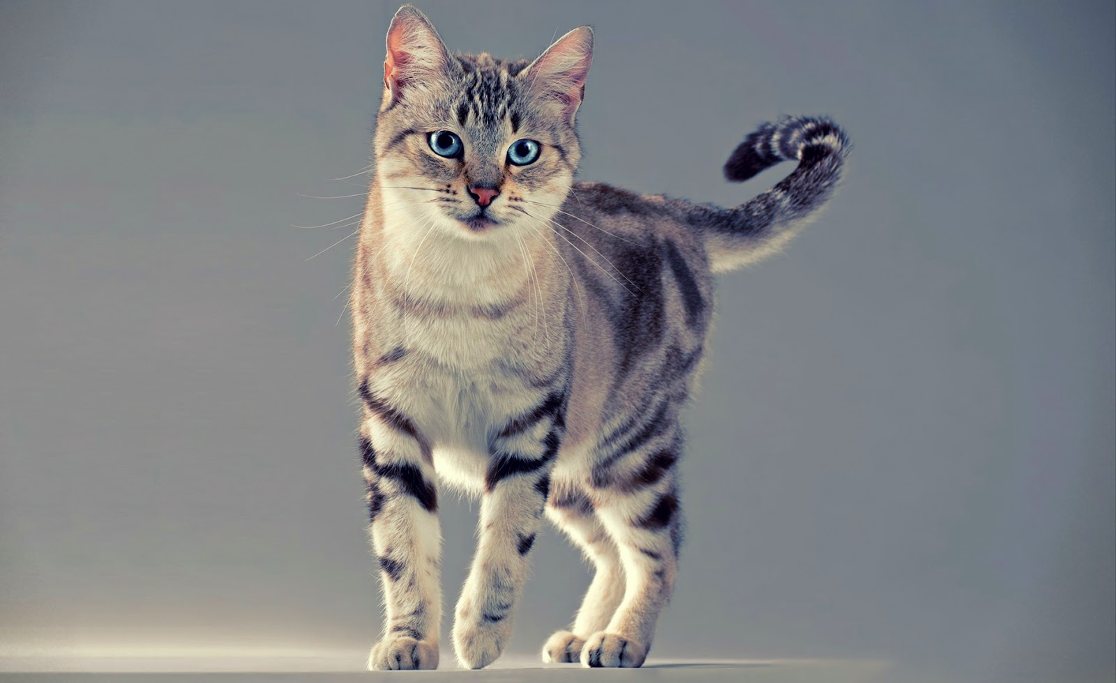  Gambar  Kucing  Imut  dan Lucu Kumpulan Gambar 