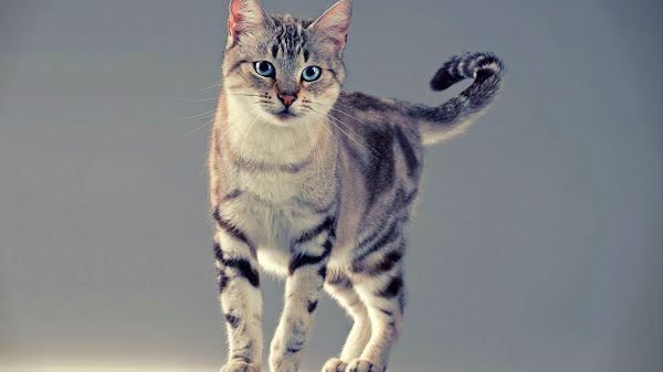 Cerita Hewan yang Menginspirasi dan Menghibur untuk Semua Usia