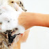 Tips to Choose the Right Shampoo for Hair