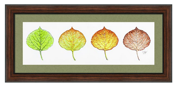 Framed print of aspen leaf progression series by artist Aaron Spong autumn watercolor painting