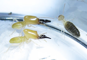 Soldiers and worker Dicuspiditermes sp. termite