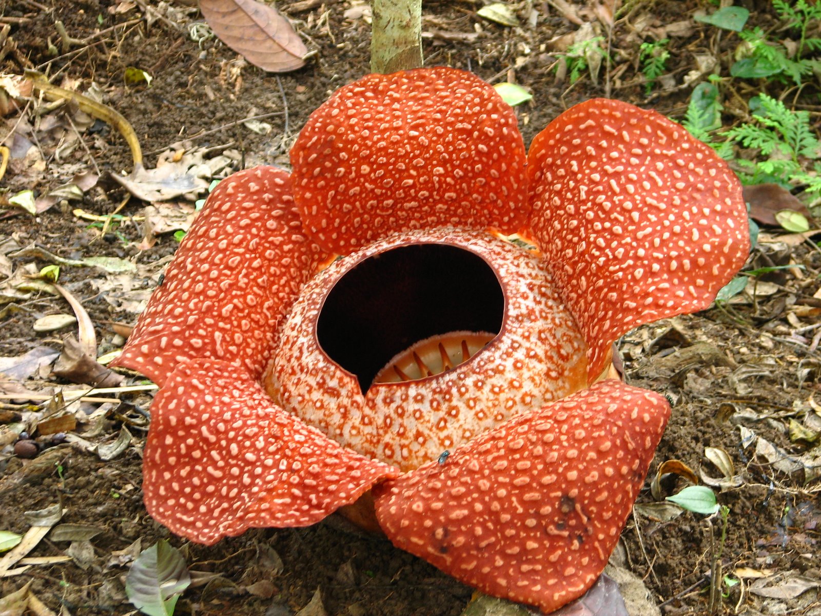  Raflesia  Arnoldi Bunga  Endemik Sumatra Indonesia 