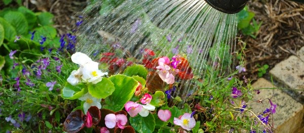 Watering of indoor plants