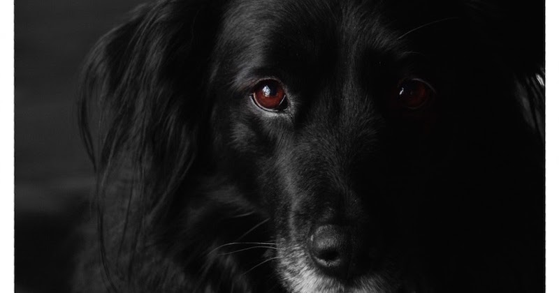Sturm Stine Ein Fotoshooting mit dem süßesten Hund der Welt