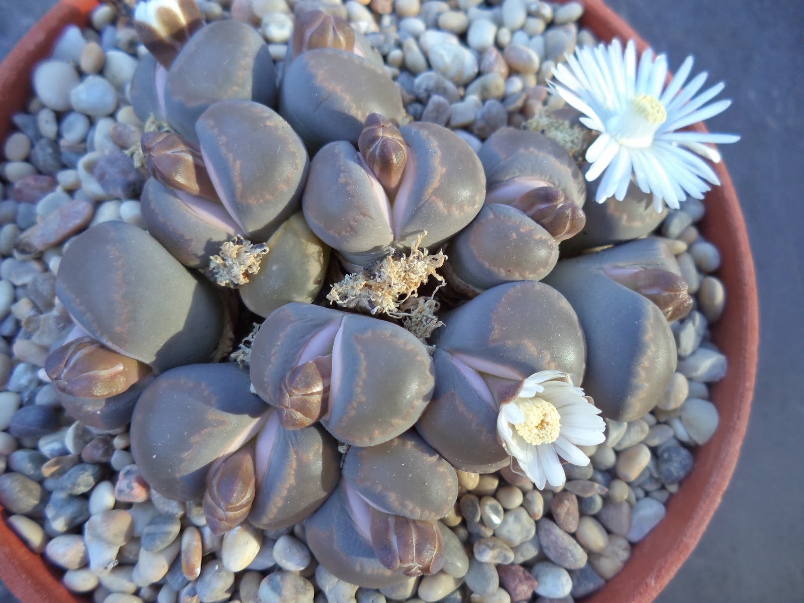Lithops villetii SSP. Deboeri c 258