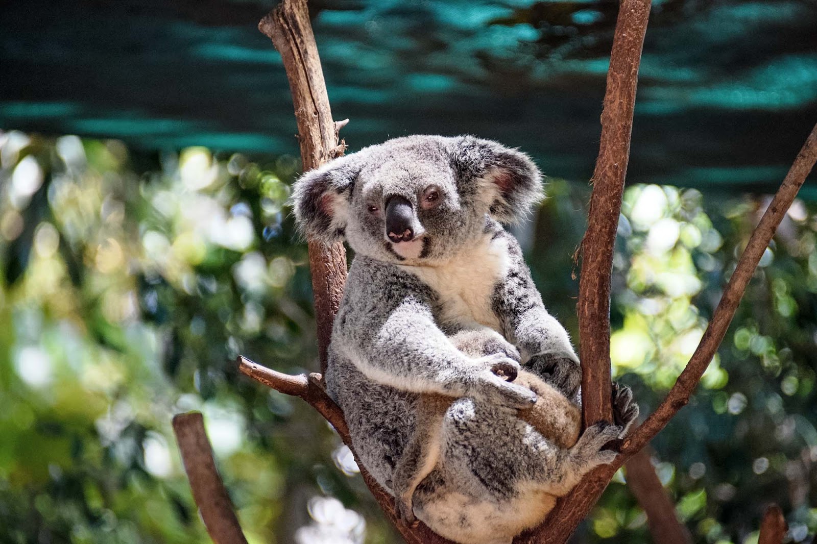 mother and baby koala at currumbin wildlife sanctuary