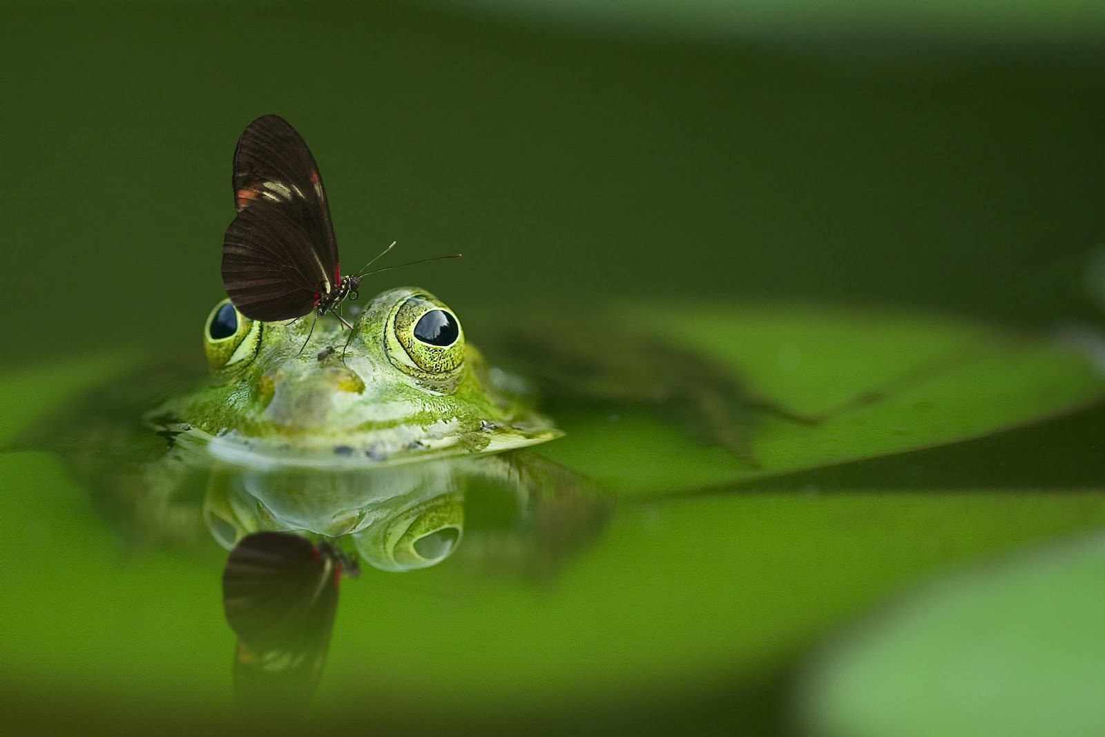 Long Wing Butterfly on Frog Head Soak on Water Long Wing Butterfly on Frog Head Soak on Water