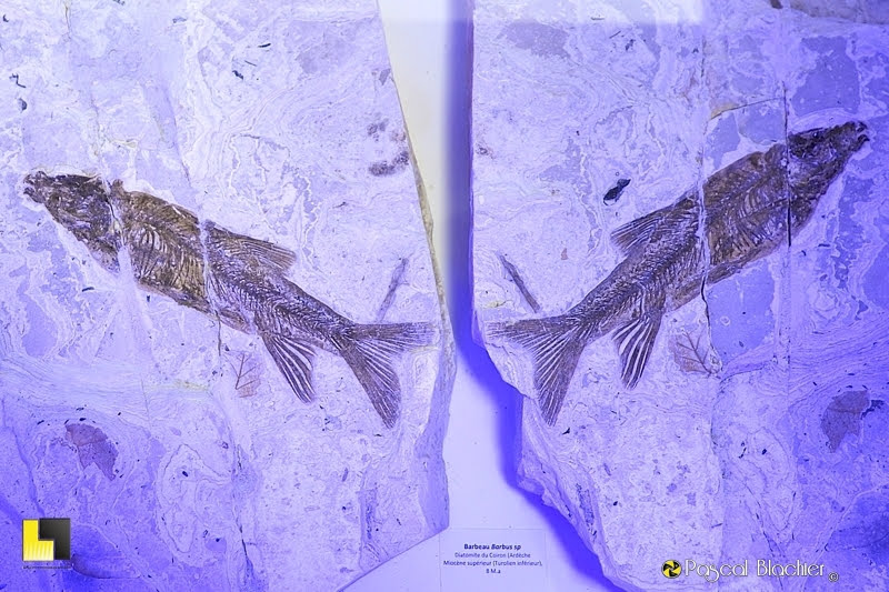 Poissons fossilisés muséum ardeche photo Pascal Blachier