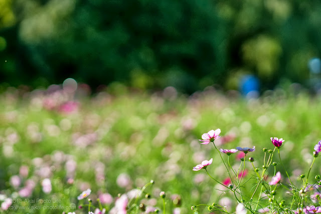 昭和記念公園、みんなの原っぱ西花畑のコスモス