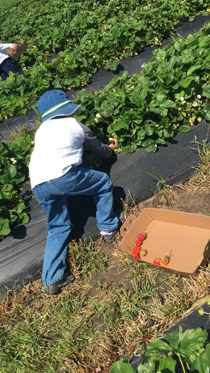 This Kansas City Mama KC Fun Strawberry Picking at Gieringer Orchard