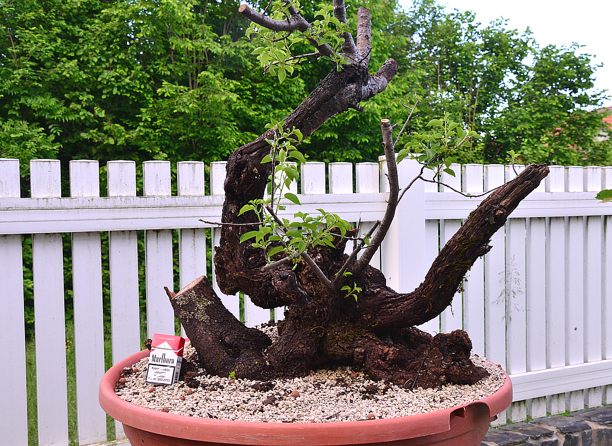 Bonsai Living Art New Prunus Mahaleb Yamadori