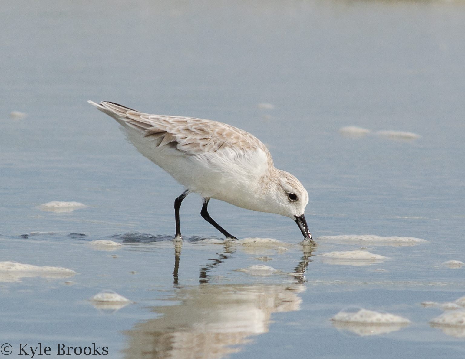 On the Subject of Nature A Few Birds From Huntington Beach State Park