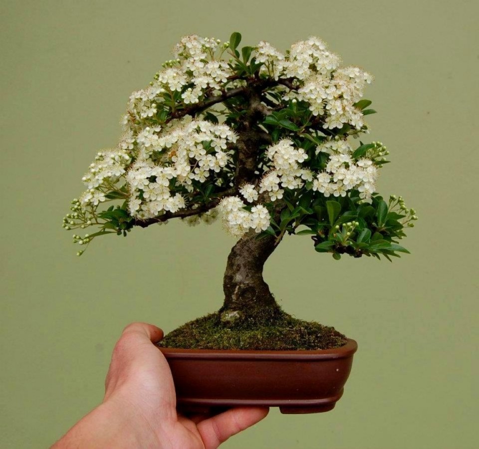 BONSAI TREES Inspirasi bonsai mini