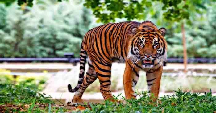 Essay on Tiger for School Students  - Simple Essays,  Letters, Speeches