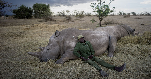 Stunning Photos Of The Last Two Northern White Rhinos Alive