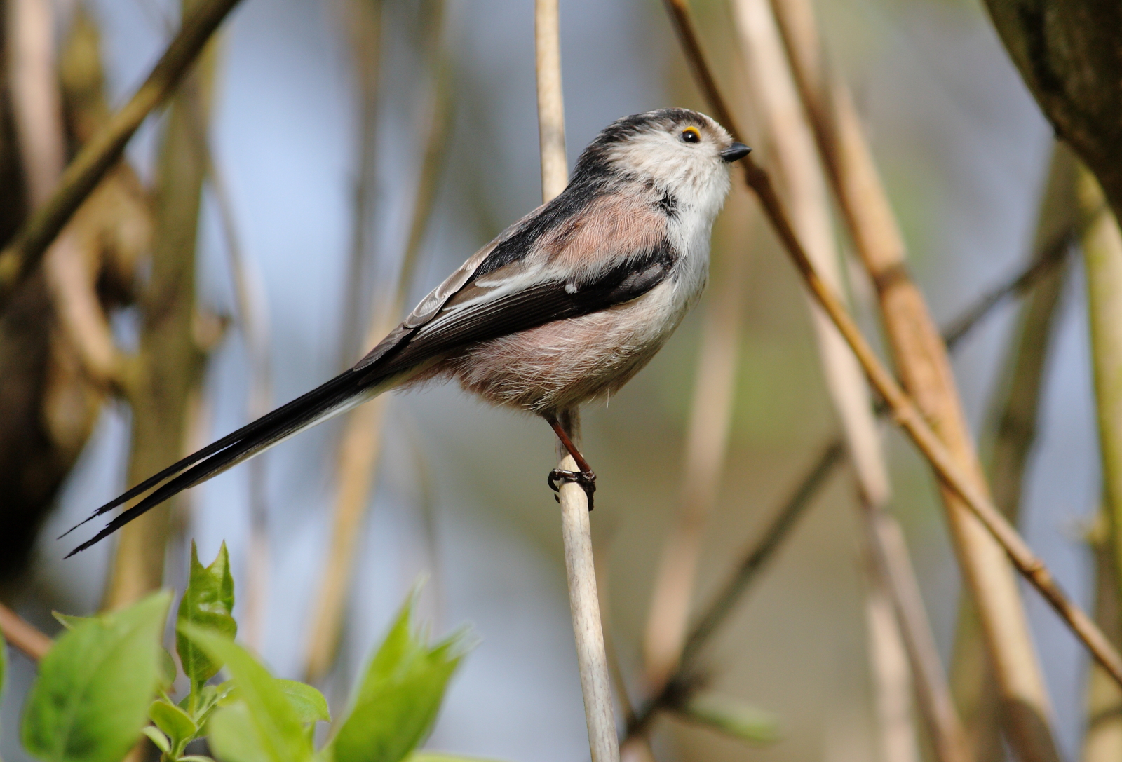 Les oiseaux et autres Animaux de nos jardins et forets ...