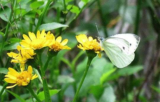 Bielinek bliźniak (Pieris mannii). Bielinek bliźniak (Pieris mannii).