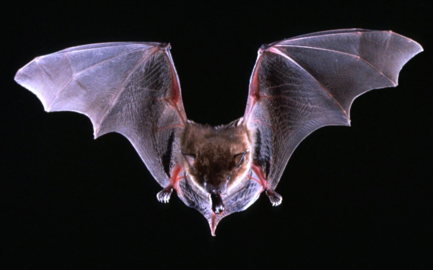 AGRO-VETERINARY NIGERIA: Agriculture And Veterinary News.: BAT'S ...