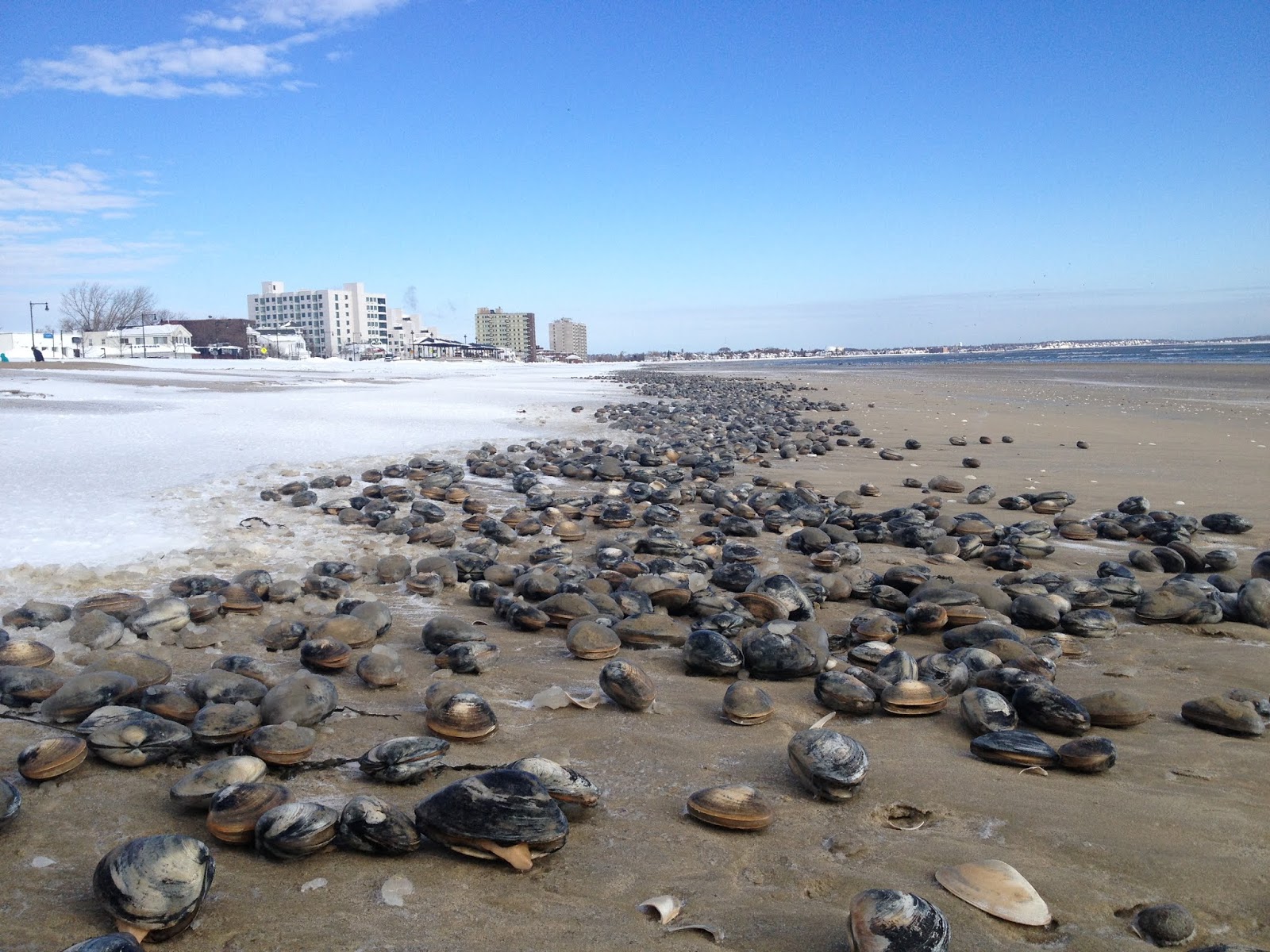 Sea, Sand and Sky "Clamity" on Revere Beach, as thousands of juvenile
