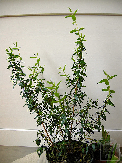 Mirt pospolity, zwyczajny (Myrthus communis) - wzrost, liście pokrój. Roślina śródziemnomorska, przyprawowa, zapachowa.