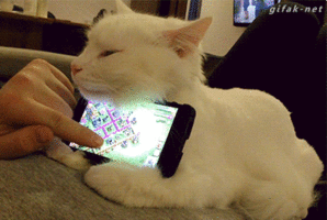Gatos melhores pets gato segurando celular gif