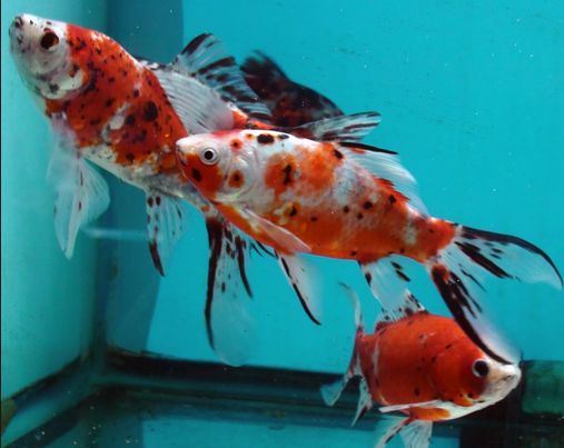 Jenis Ikan Komet Shubukin Merah - Red Shubunkin