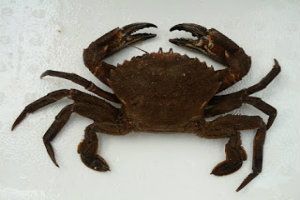 kepiting velvet portunus puber