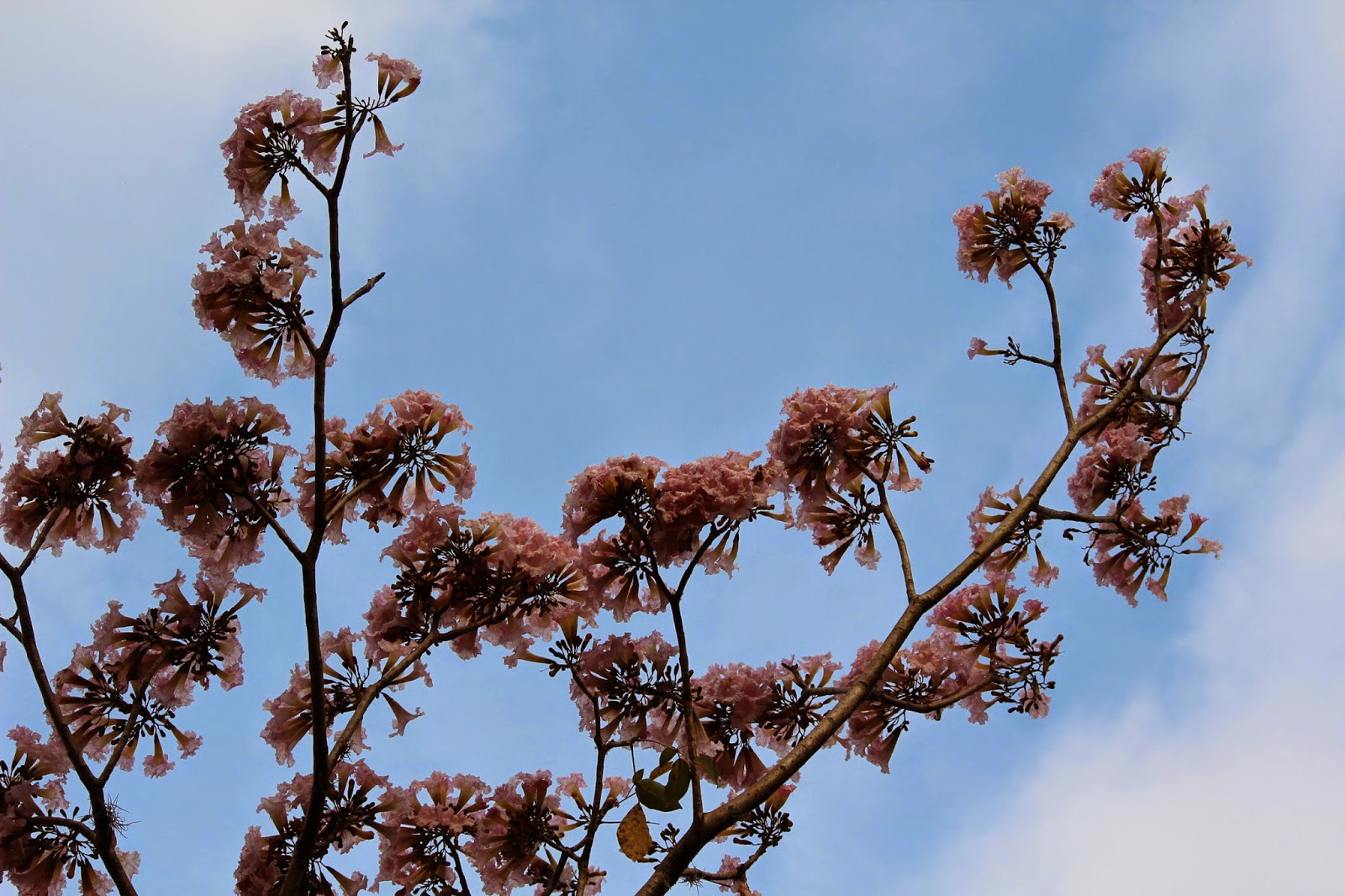 Uma flor por dia: Ipê-rosa
