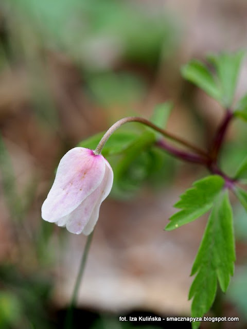 zawilec-gajowy anemone nemorosa, wiosna, kwiaty, kwiatki, kwiatek, las, prosto z lasu, spacer, wycieczka