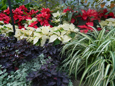 red white poinsettias purple oxalis and spider plants at allan gardens christmas flower show 2012 by garden muses: a toronto gardening blog