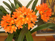 La clivia di mia moglie