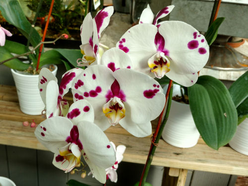 orchid
