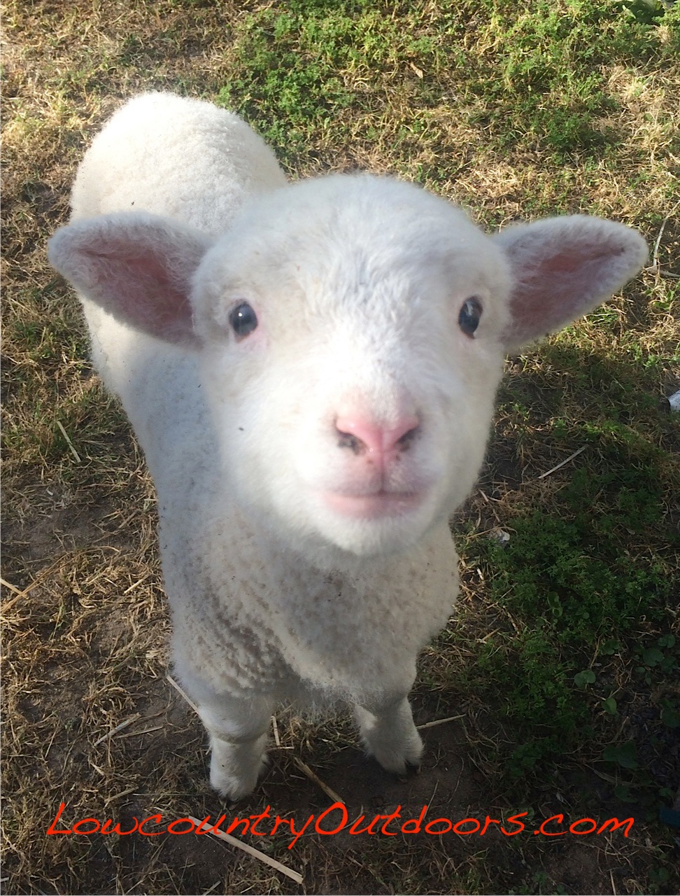 Lowcountry outdoors Old McCaskill Farm in Rembert Olde English District