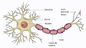 célula nerviosa