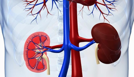 Cara Mengobati Radang Ginjal | Toto Herbal