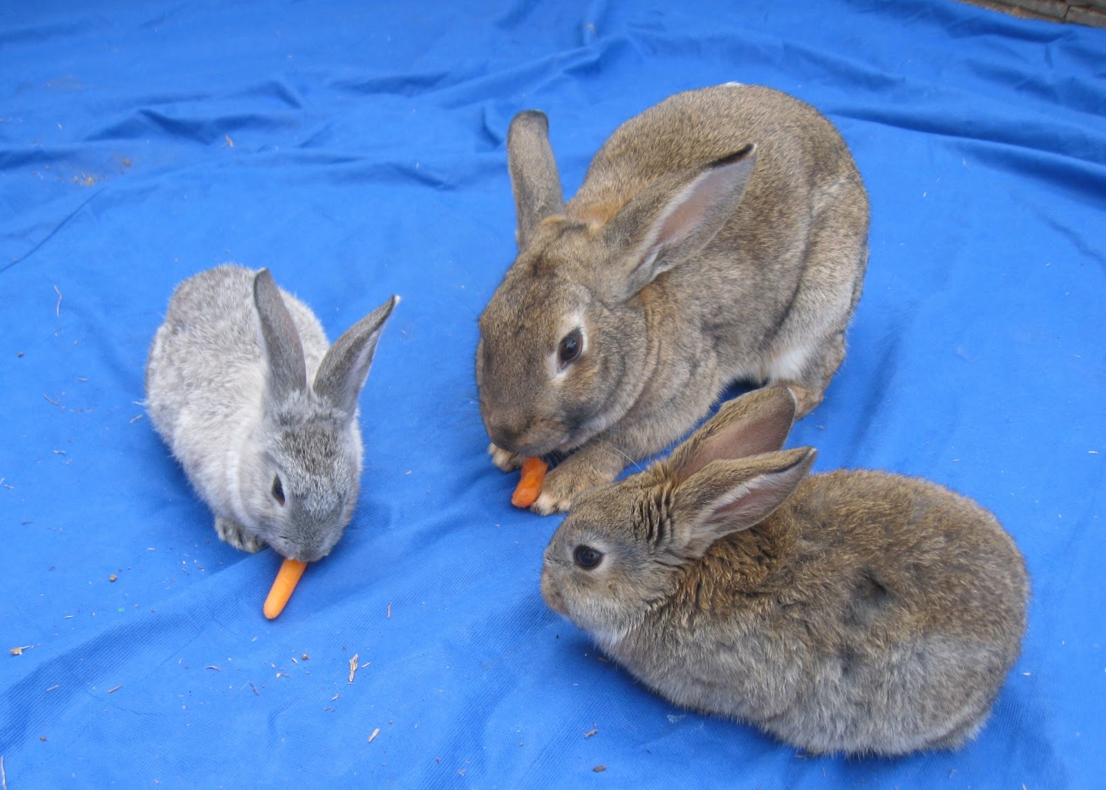 Andy, Kiara, & Family: Name that Rabbit (or three)