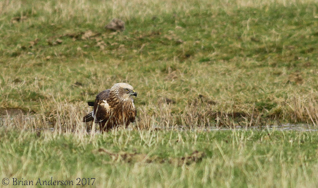 Marsh Harrier and Short-eared Owls at Elmley NNR Marsh%2BHarrier%2B99