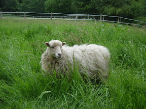 White Ouessant Ewe