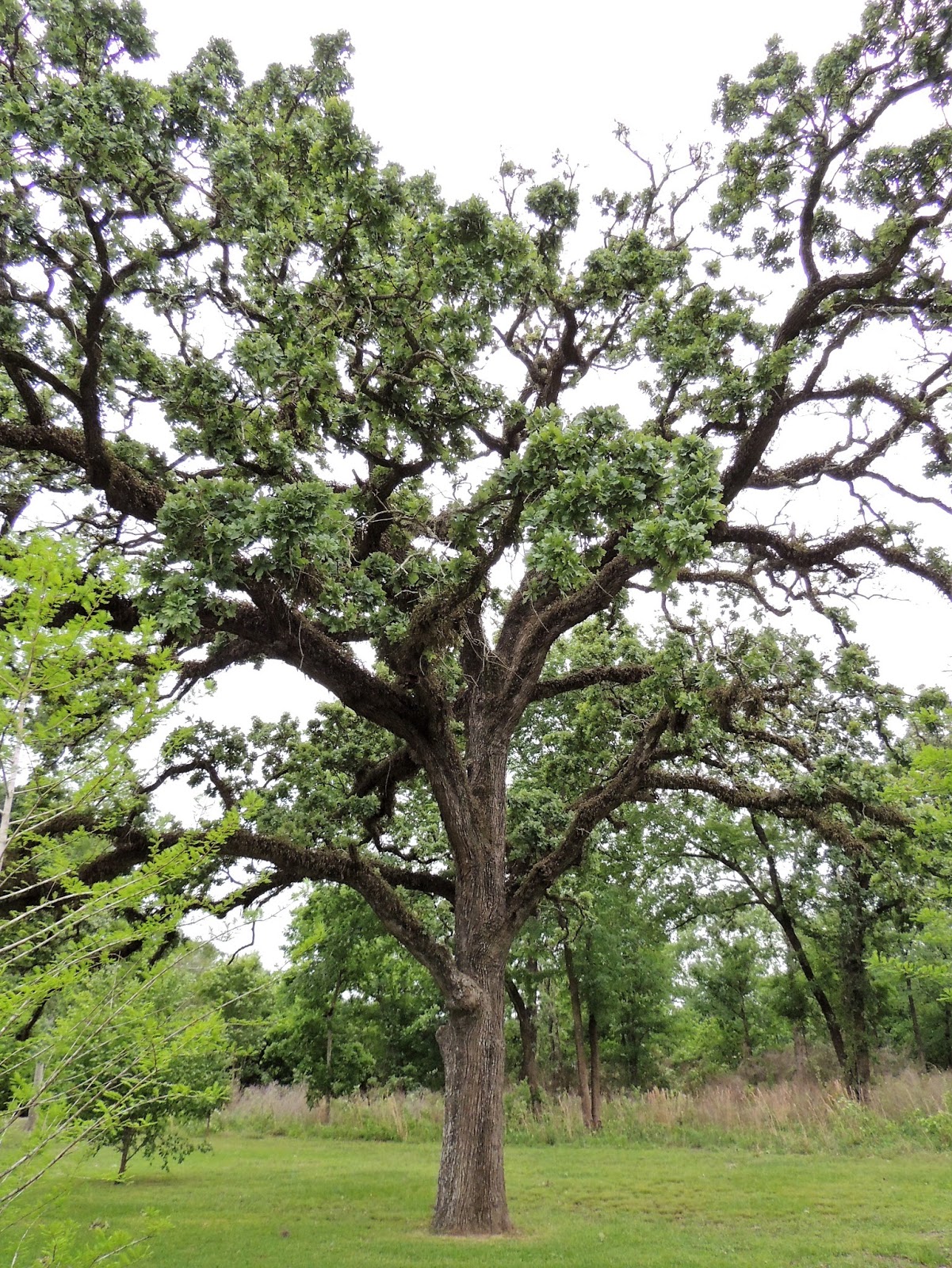 Houston Parks in Pics Majestic Trees