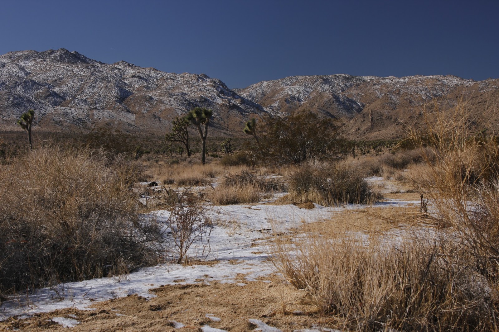 Deserts and Beyond Joshua Tree National Park had SNOW!!!