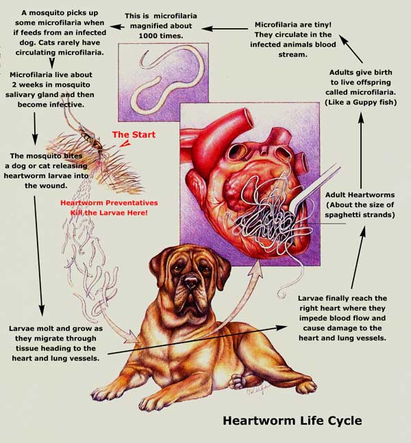 Kus Sarkisi Anatolian Shepherd Dogs Canine Heartworms and Inexpensive