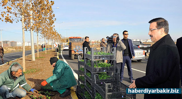 Diyarbakır Kamışlı Bulvarı mevsimlik çiçeklerle donatılıyor DİYARBAKIR-Diyarbakır Büyükşehir Belediye Başkan Vekili Cumali Atilla, Kamışlı (Qamışlo) Bulvarı’nda devam eden 50 bin adet mevsimlik çiçeğin dikim çalışmalarını yerinde inceledi.