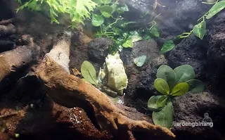 jakarta aquarium neo soho
