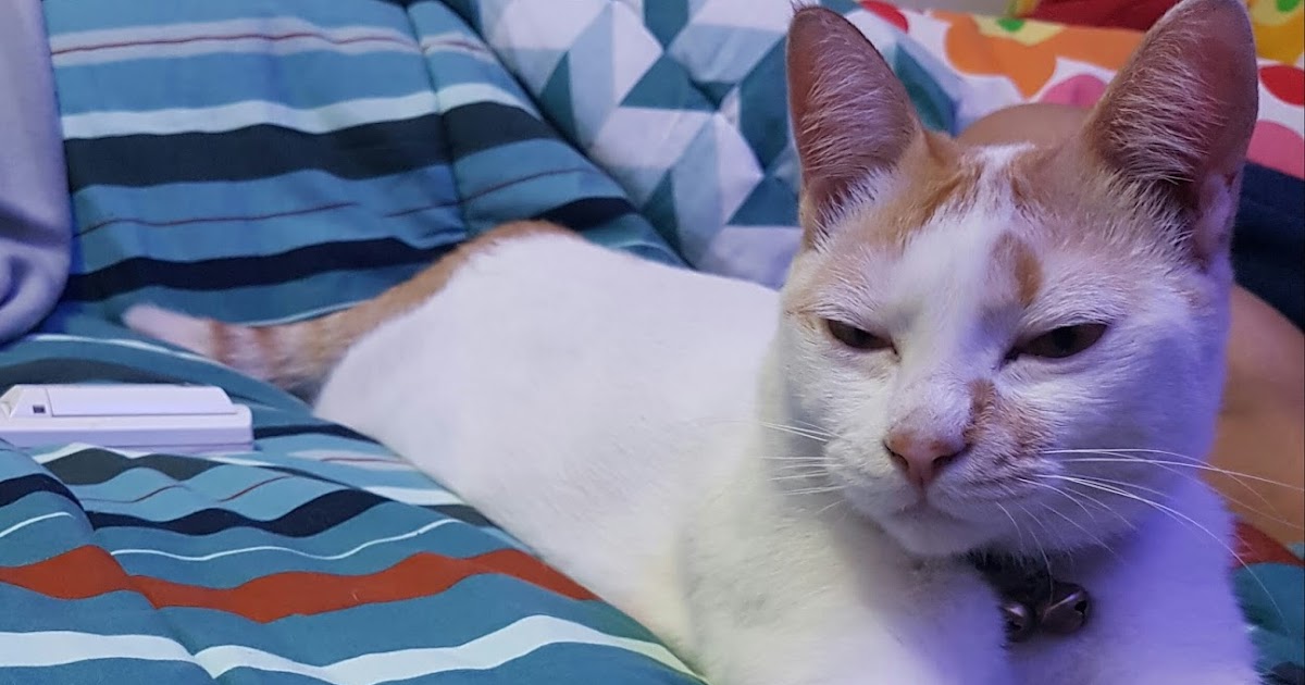 Saat Hamil Pelihara Kucing? Ngga Masalah!