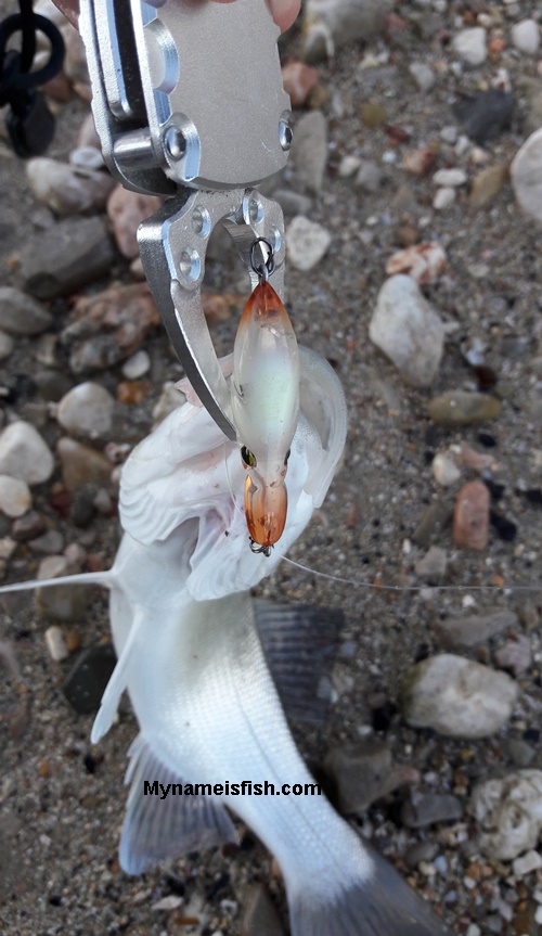 Magbite Mimiq lure sinking pencil squid japanese