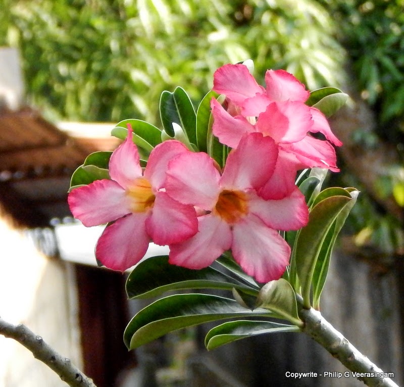 Flowers found in Sri Lanka: 26. 