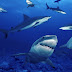 picture of a shark 
