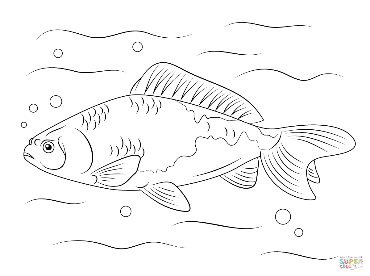 Gambar Ilustrasi Ikan Koi Iluszi