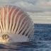Uma grande esfera Alien flutuante marcha na Costa de Fisherman na australia